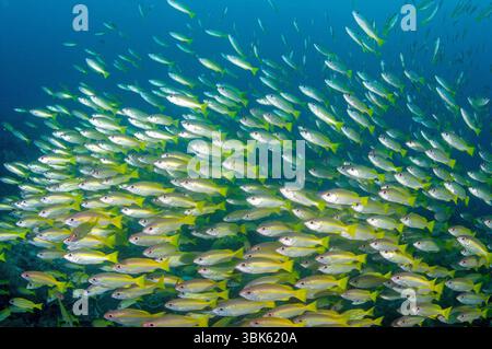 Scolarisation vivaneau à rayures bruns, Lutjanus vitta, Raja Ampat, Papouasie occidentale, Indonésie Banque D'Images