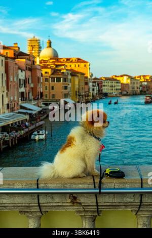 Petit chien moelleux assis sur une balustrade en pierre surplombant le Grand canal et les bâtiments vénitiens historiques dans la lumière chaude du soleil du soir. Banque D'Images