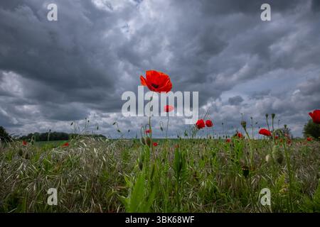 Coquelicots dans un Suffolk, Royaume-Uni, champ avec un ciel dramatique et sombre. Banque D'Images