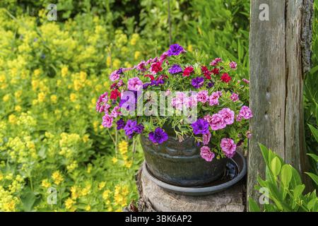 Pot de fleurs avec des fleurs colorées sur un tronc d'arbre, fleurs jaunes en arrière-plan, Borken, Muensterland, Allemagne, Europe Banque D'Images