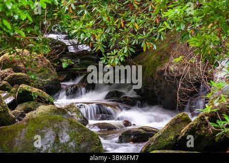 Un courant d'eau coule à travers une zone rocheuse avec de la mousse poussant sur les rochers. L'eau est claire et calme, et la zone environnante est luxuriante et verdoyante. Banque D'Images