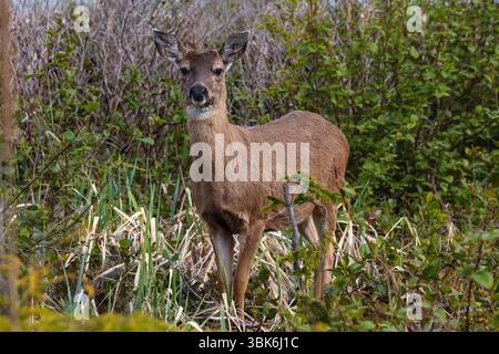 Le cerf à queue noire de Sitka (Odocoileus hemionus sitkensis) est une espèce envahissante de l'île Haida Gwaiii, en Colombie-Britannique, au Canada Banque D'Images