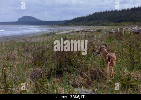 Le cerf à queue noire de Sitka (Odocoileus hemionus sitkensis) est une espèce envahissante de l'île Haida Gwaiii, en Colombie-Britannique, au Canada Banque D'Images