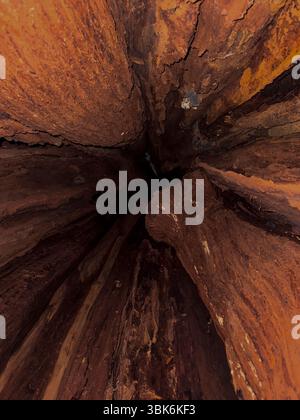 À l'intérieur d'un ancien Weastern cèdre rouge (Thuja plicata) arbres dans l'ancienne forêt pluviale tempérée de l'île Haida Gwaiii - Colombie-Britannique, Canada Banque D'Images
