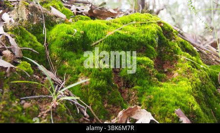 Mousse vert vif poussant sur le sol et les rochers dans le Bush australien Banque D'Images