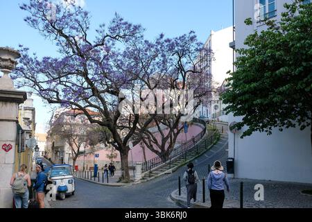 Lisbonne, Portugal - 15 mai 2025 : les piétons vont sur leur chemin pour profiter d'un arbre jacaranda en fleurs dans les collines de Lisbonne, au Portugal Banque D'Images
