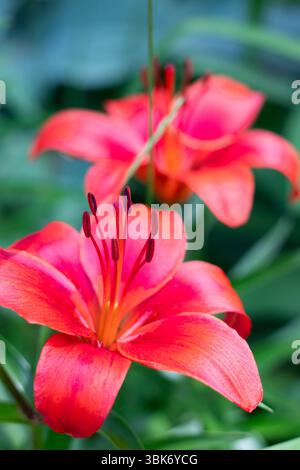 Gros plan sur Red Lily in Garden Banque D'Images