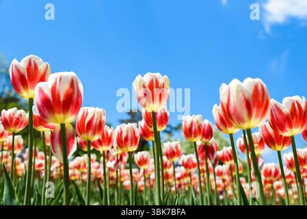 Champ de tulipes Triumph Happy Generation en pleine floraison. Les pétales blancs aux flammes rouges vives s'étendent vers le ciel clair du printemps en plein soleil. Banque D'Images