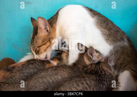 Chat mère léchant des chatons tout en allaitant sur le sol Banque D'Images