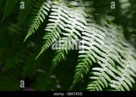 Une vue rapprochée détaillée d'une feuille de fougère, affichant sa texture et sa structure élégante, éclairée par la lumière du soleil. Les tons verts vibrants évoquent un natura Banque D'Images