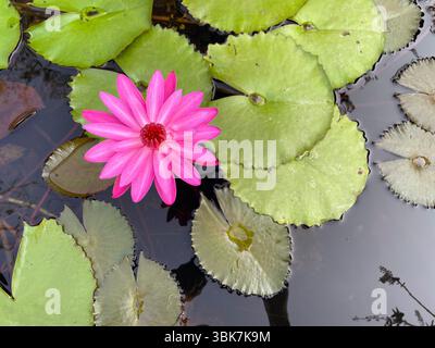 Nénuphar rose vibrant dans l'étang Banque D'Images