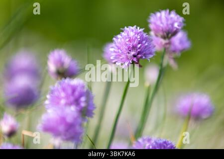 De belles fleurs d'Allium violettes se tiennent gracieusement sur des tiges vertes, mises en évidence sur un fond légèrement flou. Représentation parfaite de l'être naturel Banque D'Images