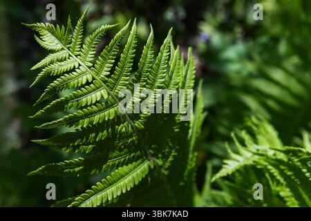 Vue rapprochée détaillée des feuilles d'une fougère, affichant sa texture et sa structure élégante, éclairée par la lumière du soleil. Les tons verts vibrants évoquent un natura Banque D'Images