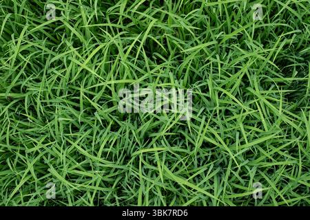 Fond de texture de semis de riz vert Banque D'Images