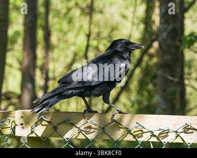 Corbeau de charoie, corone Corvus perché sur une clôture dans le Northumberland, Royaume-Uni. Banque D'Images