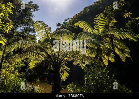 Fougères arborées dans la forêt pluviale tempérée sur la rivière Pororari, près de Punakaiki, côte ouest, île du Sud, Nouvelle-Zélande Banque D'Images