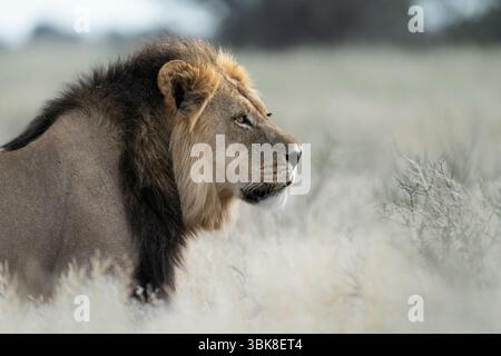 Un lion mâle à manteau noir (Panthera leo) regarde vers la droite tout en se tenant au-dessus de la prairie dans la savane africaine. Prise de vue portrait horizontal. Banque D'Images