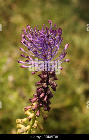 Gros plan d'une fleur violette de Muscari comosum sur un fond flou. Faible profondeur de champ Banque D'Images