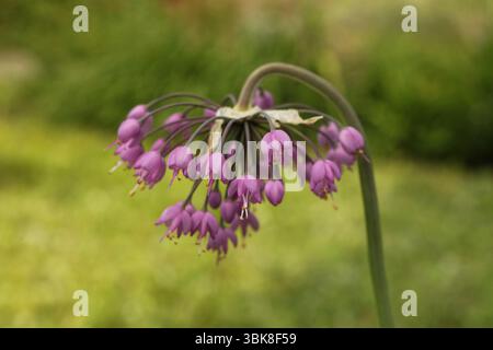 Allium cernuum, connu sous le nom d'oignon hochant ou poireau de dame Banque D'Images