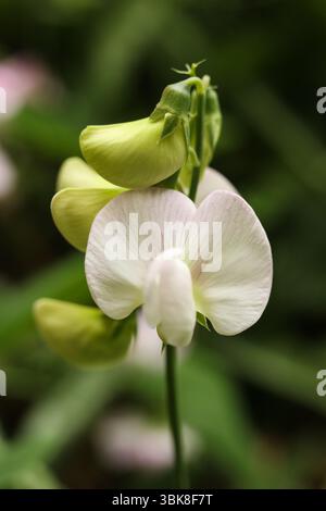 Fleurs de pois doux roses à larges feuilles dans le jardin, gros plan de la photo Banque D'Images