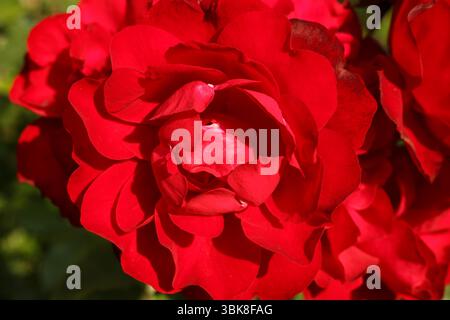 Belles roses rouges dans le jardin, gros plan. Arrière-plan de la nature Banque D'Images