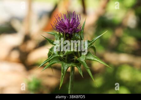 Chardon Marie, chardon Marie béni, chardon Marie, chardon Marie, chardon Sainte Marie, chardon Marie méditerranéen, chardon panaché Banque D'Images