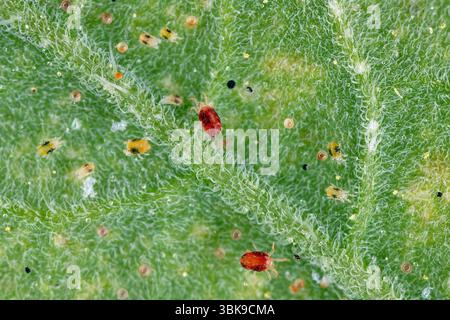 Deux acariens tachetés, Tetranychus urticae. Grande colonie de juvéniles, d'adultes et d'œufs sous une feuille de tomate. Banque D'Images