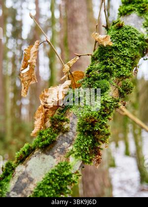Gros plan de la mousse verte et de la neige fondante sur une bûche d'arbre tombé dans une forêt Banque D'Images