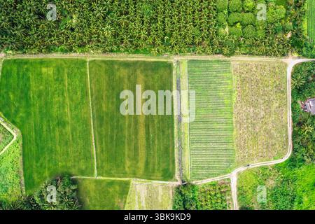Vue de dessus du champ agricole vert luxuriant divisé en motifs géométriques entourés de cocotiers et de cultures économiques dans la campagne Banque D'Images