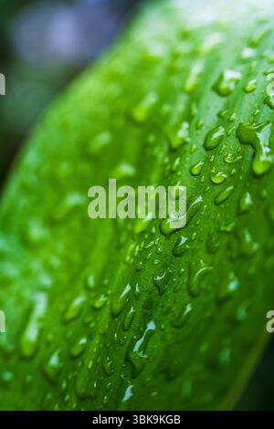 Gros plan texture de feuilles vertes avec goutte d'eau en fond de jardin tropical Banque D'Images
