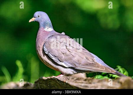 Pigeon commun des bois (Columba palumbus) de Tiszaalpár, Hongrie Banque D'Images