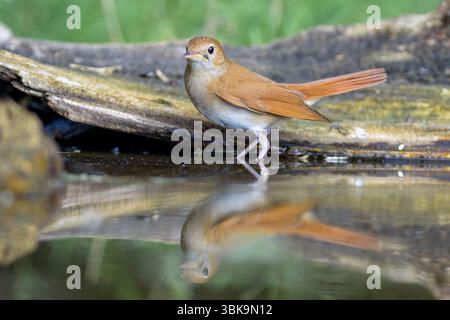 Nightingale commune (Luscinia megarhynchos) de Tiszaalpár, Hongrie. Banque D'Images