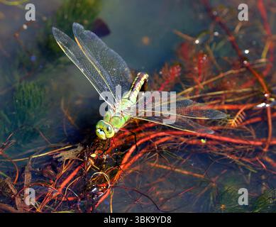 Libellule Hawker du Sud Aeshna cyanea, pondant des œufs, parc régional de Cosmeston Lakes, Penarth, Vale of Glamorgan, pays de Galles du Sud. Banque D'Images