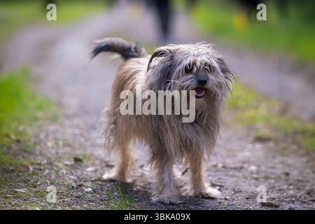 Gros plan détaillé d'un berger pyrénéen à poil long (Canis lupus F. familiaris). Chien de berger pyrénéen en plein air dans la nature. Banque D'Images