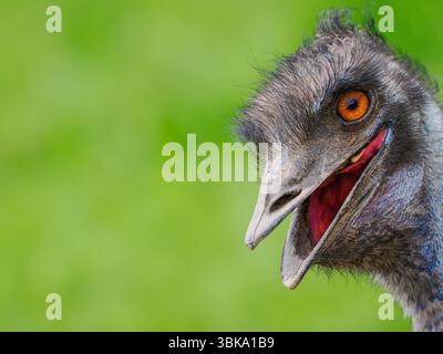 autruche émeu sur un fond vert Banque D'Images