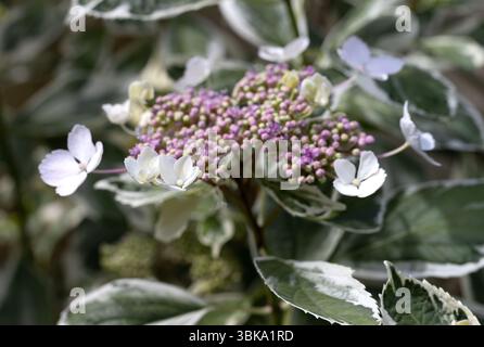 Hortensia macrophylla - hortensia chapeau de dentelle. Banque D'Images
