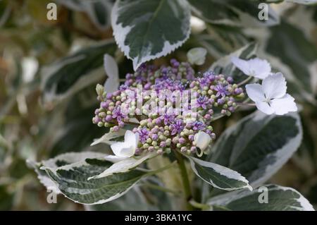 Hortensia macrophylla - hortensia chapeau de dentelle. Banque D'Images