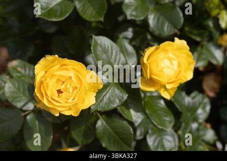 Rosa « Walking on Sunshine » floribunda rose. Banque D'Images