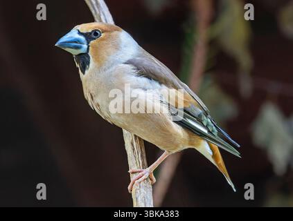 Vue rapprochée d'un homme Hawfinch (Coccothraustes coccothraustes) Banque D'Images