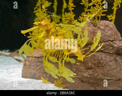 Vue rapprochée d'un Seadragon feuillu (Phycodurus eques) Banque D'Images