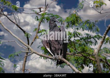 Ce Vulture Noir (Coragyps atratus) est perché sur une branche altérée sous un ciel imposant de nuages cumulus, son plumage foncé et son HE gris ridé Banque D'Images