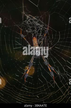 Cette femelle Golden Silk Orb-Weaver (Trichonephila clavipes) Banque D'Images