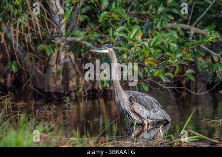 Grand héron bleu pataugant dans les marais, Floride Everglades Un grand héron bleu (Ardea herodias) se tient immobile dans les eaux peu profondes d'un marais en Floride Banque D'Images