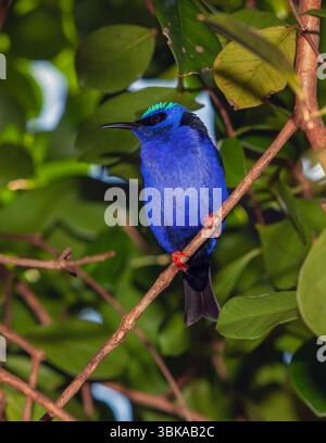 Le Honeycreeper à pattes rouges (Cyanerpes cyaneus) Banque D'Images