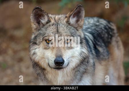 Mexican Wolf, Canis lupus baileyi, Arizona Banque D'Images