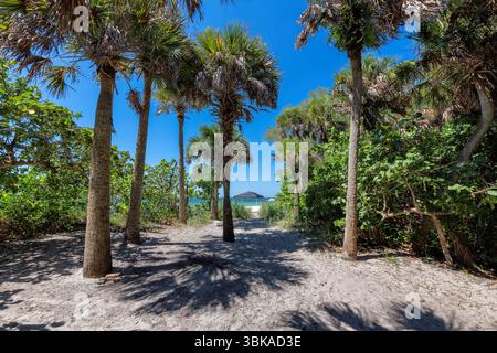 Palmiers sur la plage dans l'île tropicale en journée ensoleillée. Vacances d'été et concept de plage tropicale. Banque D'Images