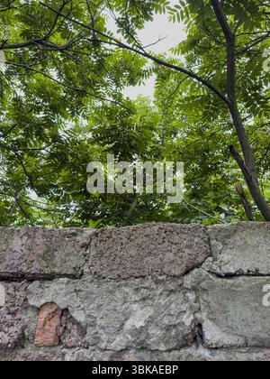 Vieux mur de pierre avec briques apparentes et arbres verdoyants au-dessus, photographié en plein air à la lumière du jour. Aucune personne, adapté à une utilisation conceptuelle. Banque D'Images