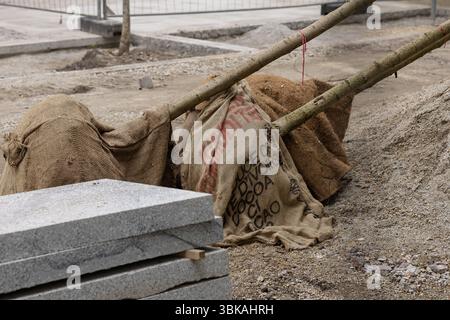 Wroclaw, Pologne-1er juin 2025 : jeunes arbres enveloppés dans des sacs de toile de jute sur un chantier de construction urbaine pendant un projet d'aménagement paysager et de verdissement de la ville Banque D'Images