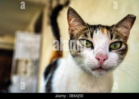 Chat curieux regardant avec les yeux verts et le nez rose Banque D'Images