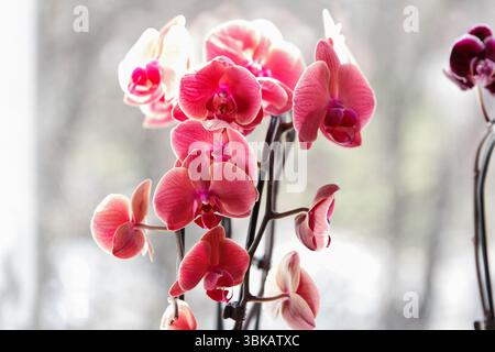 L'orchidée rose fleurit à la lumière naturelle, photographiée dans un style soft focus sur un fond de fenêtre intérieure floue, symbolisant l'élégance Banque D'Images